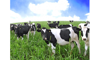 Bovine Colostrum