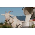 Goat & Camel Milk