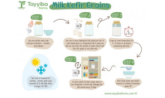 Milk Kefir Grain Tutorial - Infographic Steps